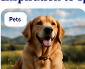 Pets